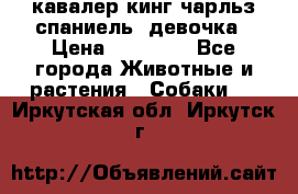  кавалер кинг чарльз спаниель -девочка › Цена ­ 45 000 - Все города Животные и растения » Собаки   . Иркутская обл.,Иркутск г.